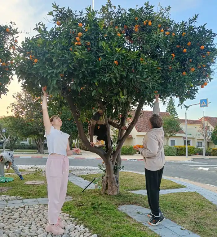 פעילות בין דורית באחוזת רובינשטיין קטיף מבוגרים וצעירים